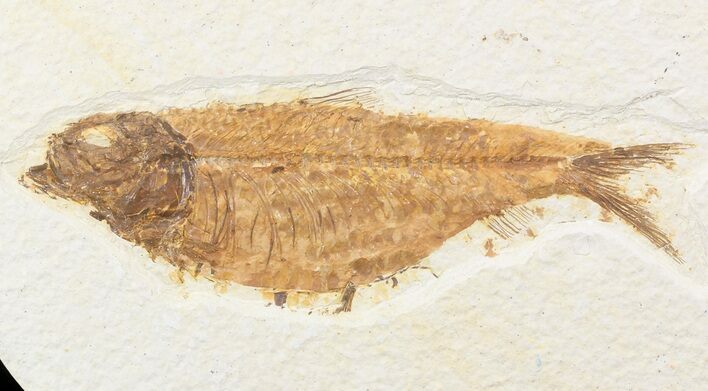 Bargain Knightia Fossil Fish - Wyoming #48175